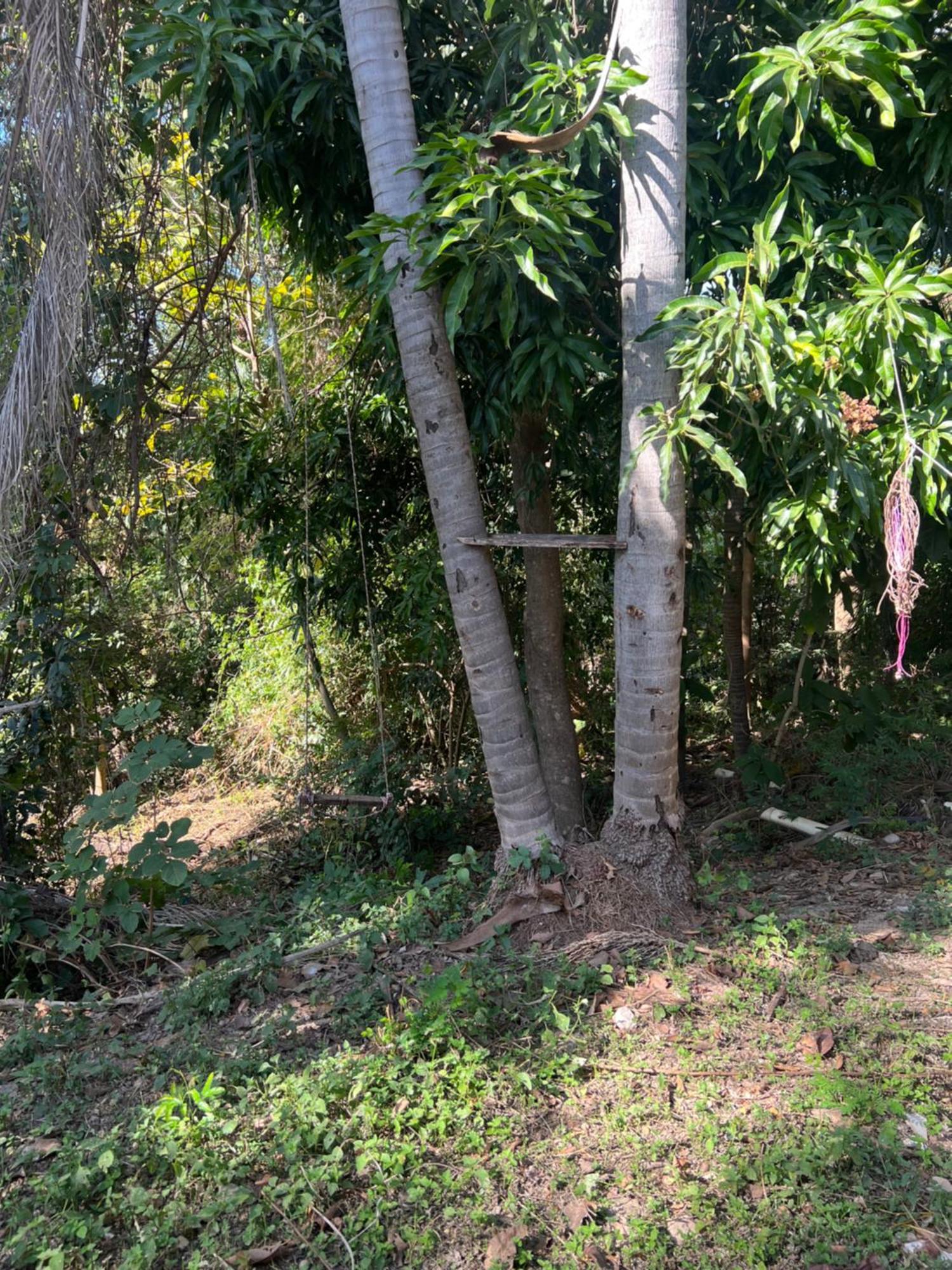 Ceres - Leao Da Montanha 14 Cuiaba (Mato Grosso)